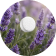 Lavendel